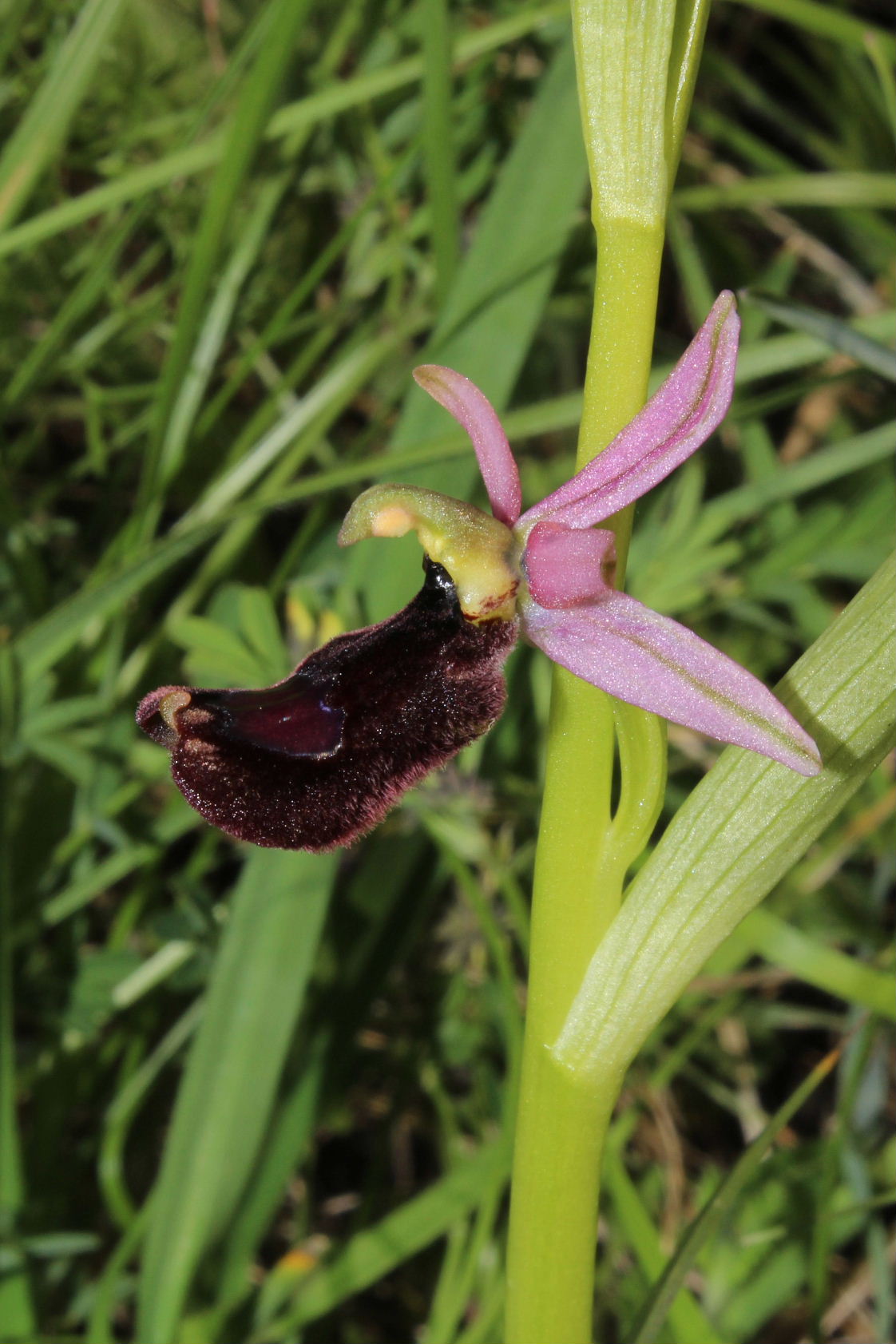 Ophrys romolinii o benacensis ??